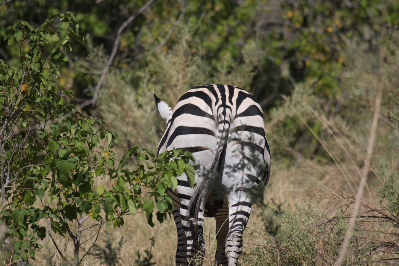 [24340] 2016_06_30_05_48_53_Africa_Canon_EOS_40D_IMG__00498.jpg