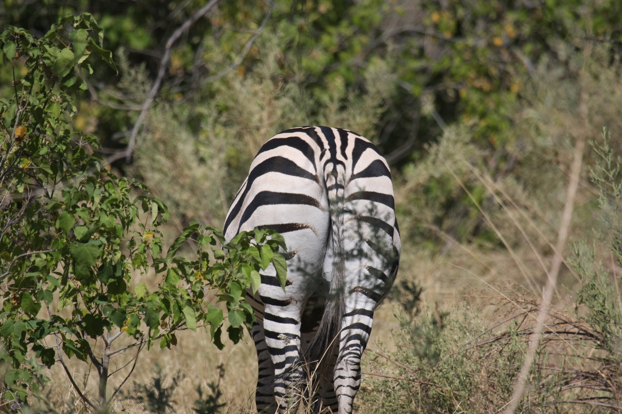 [24345] 2016_06_30_05_48_53_Africa_Canon_EOS_40D_IMG__11672.jpg