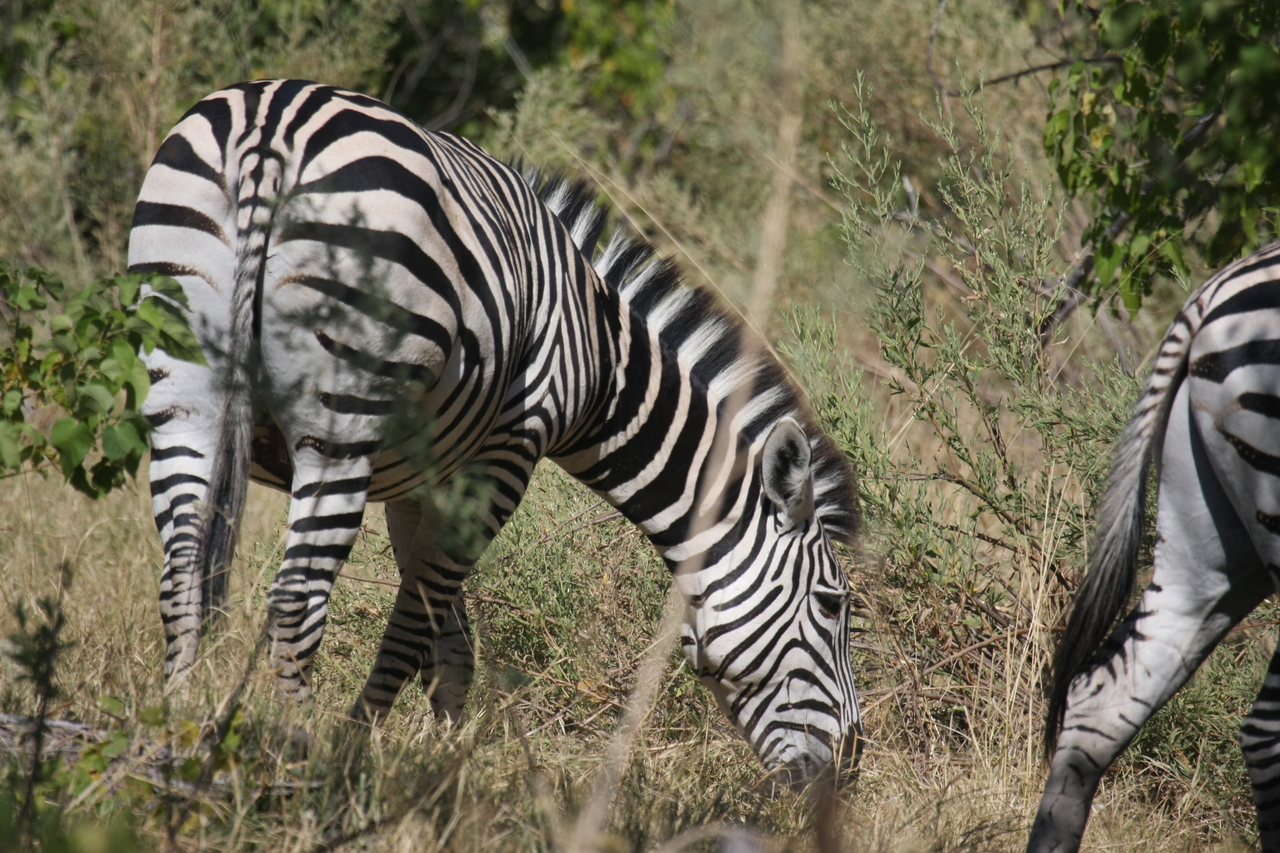 [24347] 2016_06_30_05_48_54_Africa_Canon_EOS_40D_IMG__04226.jpg