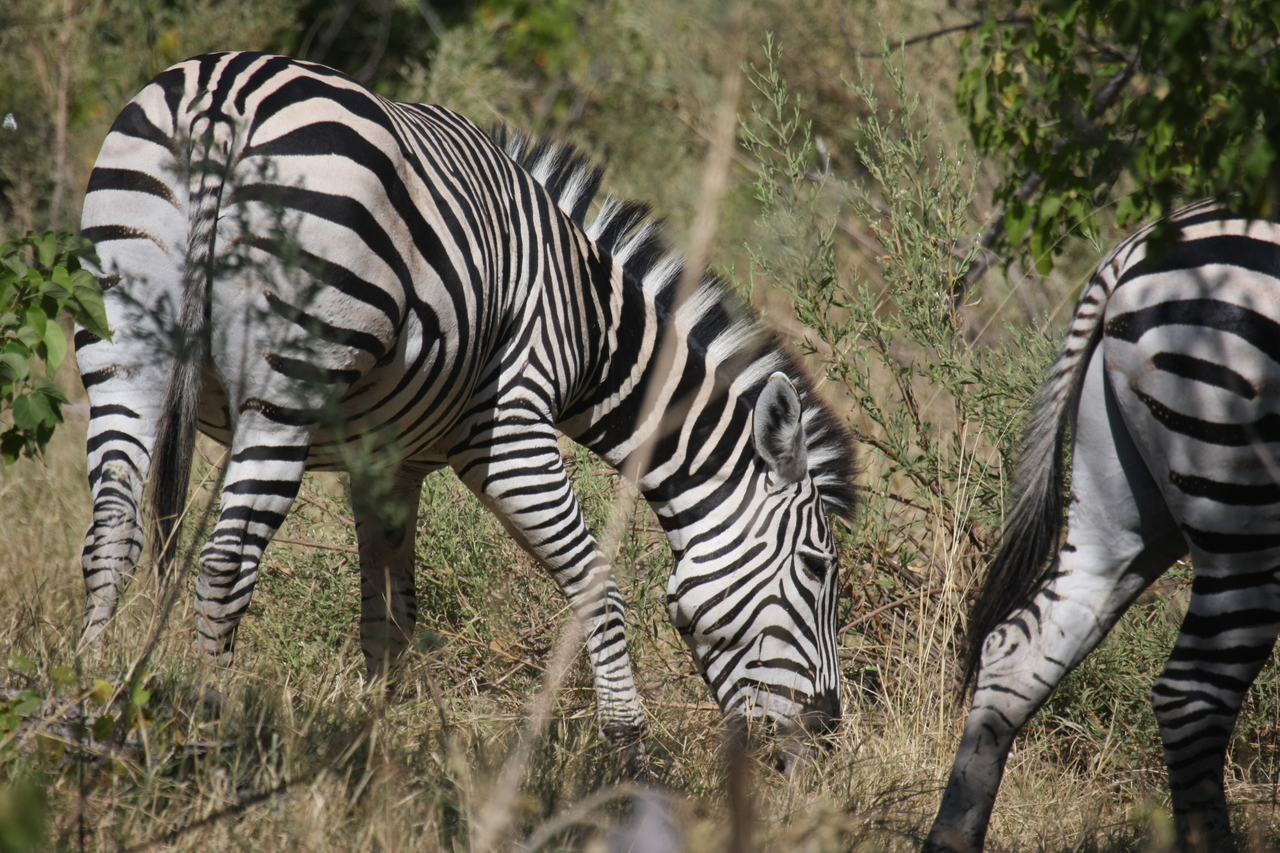 [24349] 2016_06_30_05_48_55_Africa_Canon_EOS_40D_IMG__00501.jpg