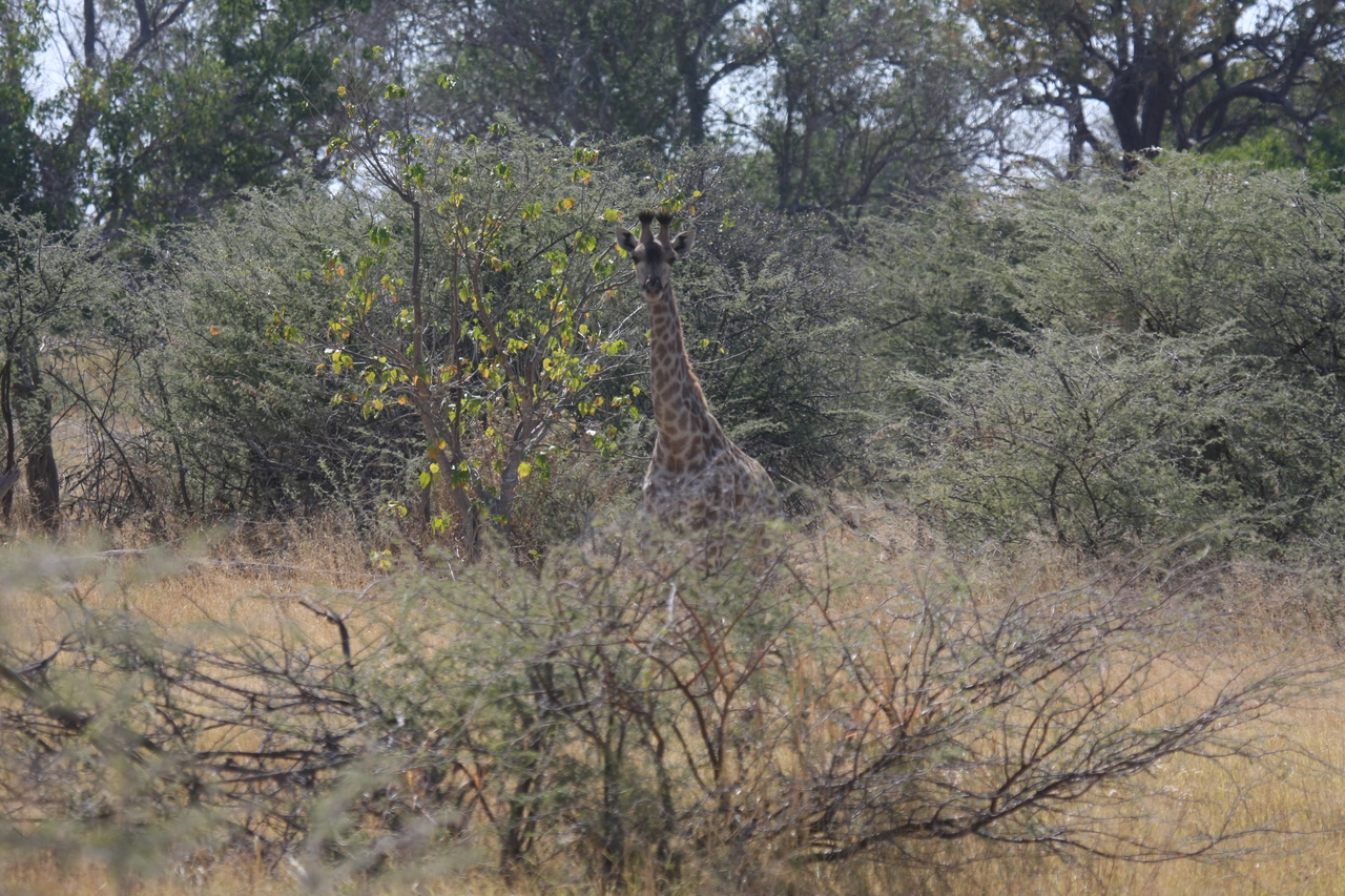 [24358] 2016_06_30_05_50_58_Africa_Canon_EOS_40D_IMG__04231.jpg