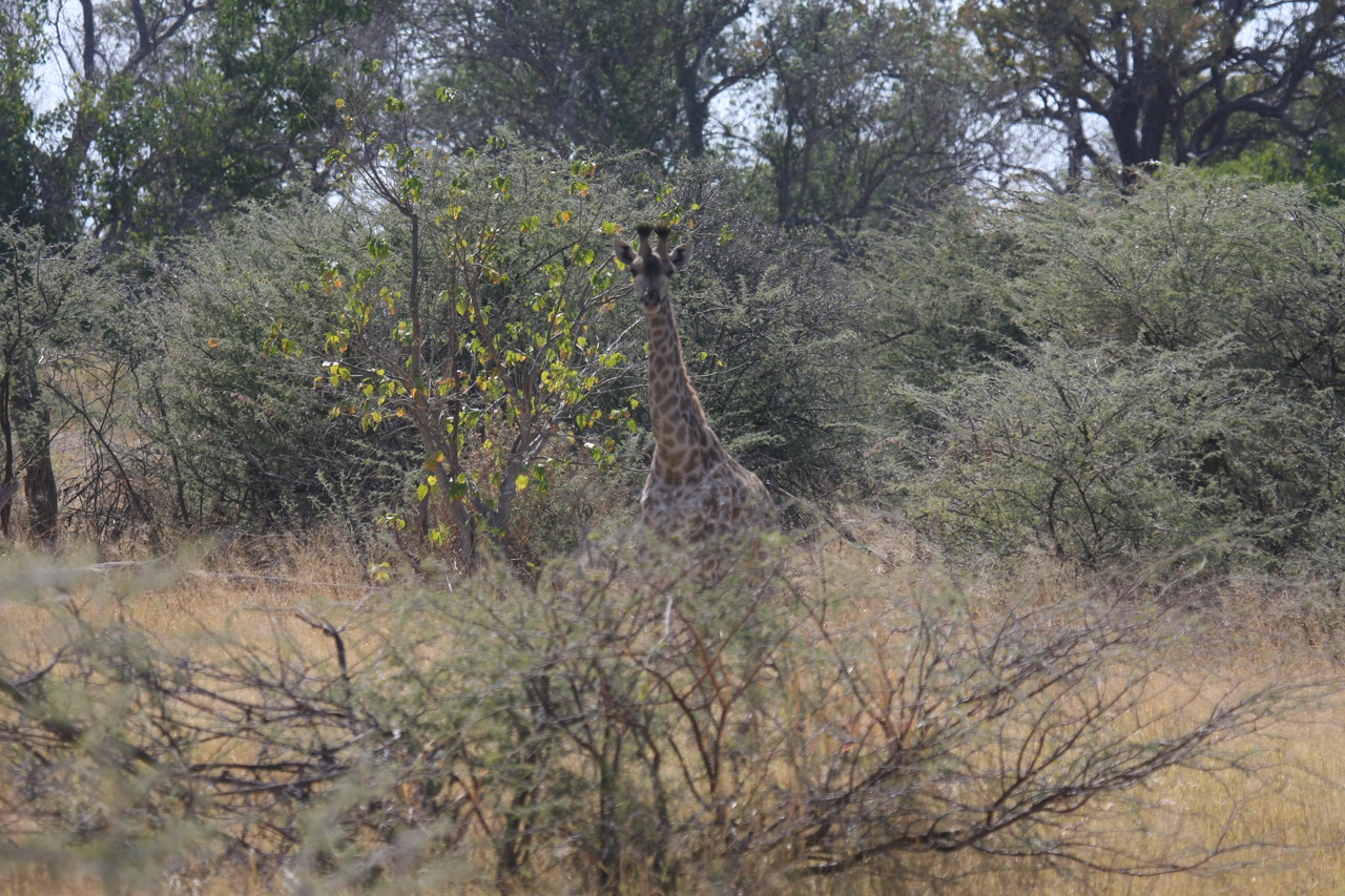 [24362] 2016_06_30_05_50_59_Africa_Canon_EOS_40D_IMG__04232.jpg