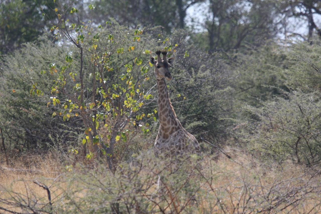 [24367] 2016_06_30_05_51_06_Africa_Canon_EOS_40D_IMG__04233.jpg