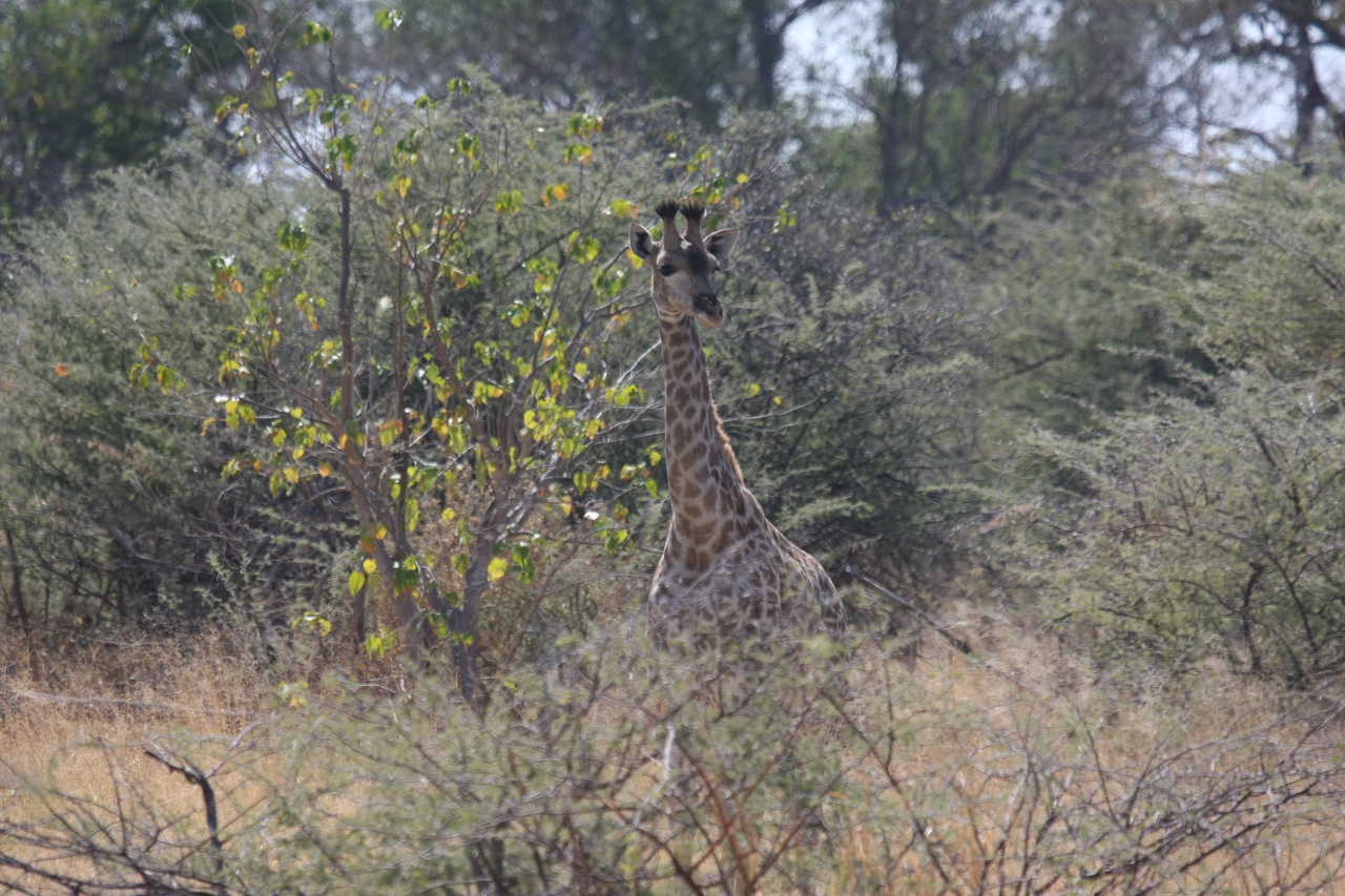 [24368] 2016_06_30_05_51_06_Africa_Canon_EOS_40D_IMG__04234.jpg