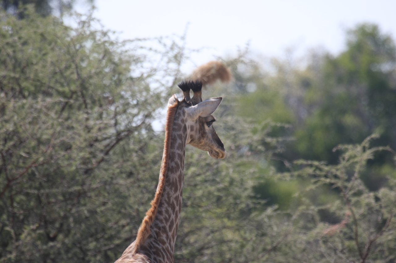 [24376] 2016_06_30_05_52_08_Africa_Canon_EOS_40D_IMG__00511.jpg