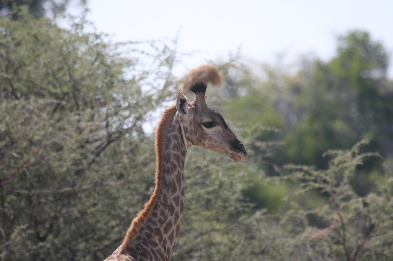 [24388] 2016_06_30_05_52_16_Africa_Canon_EOS_40D_IMG__00516.jpg
