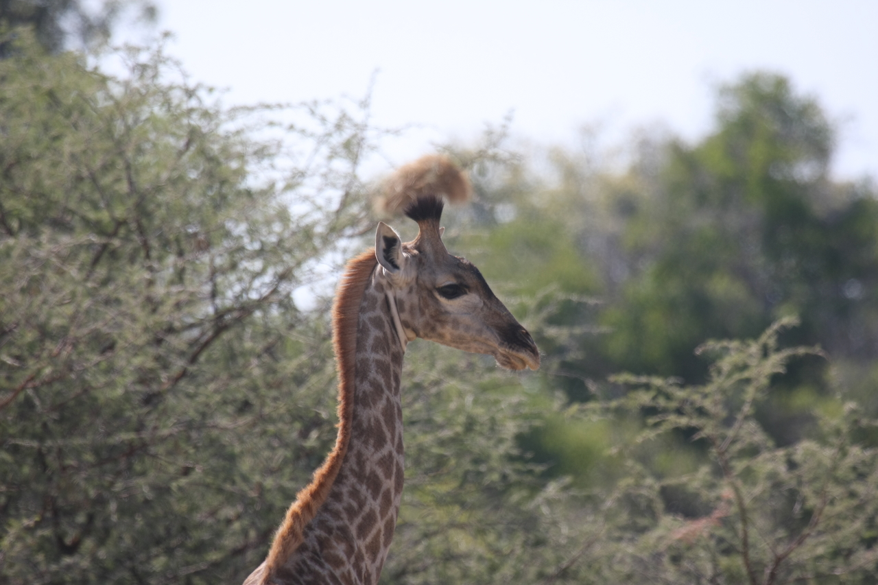 [24399] 2016_06_30_05_52_30_Africa_Canon_EOS_40D_IMG__04246.jpg