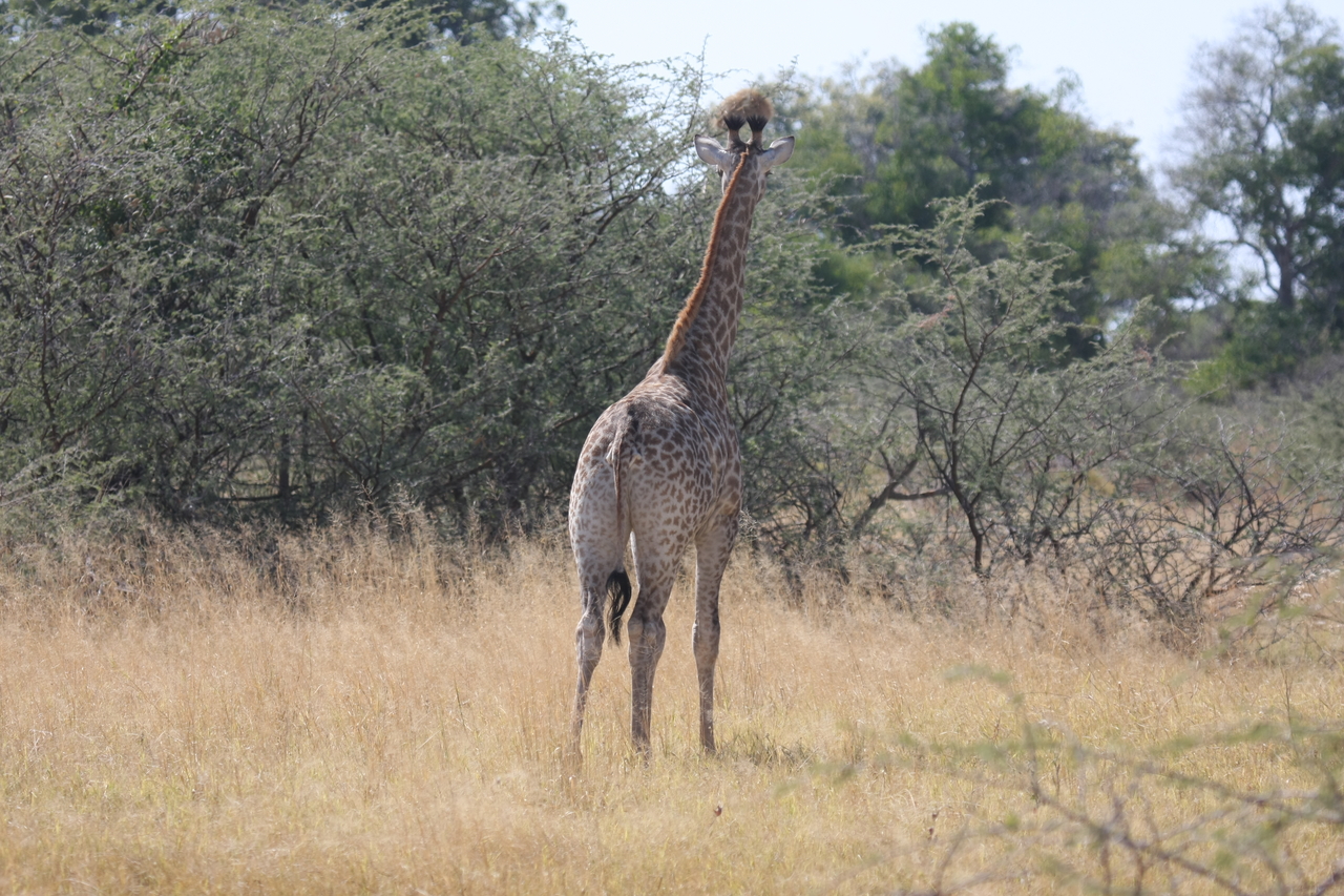 [24403] 2016_06_30_05_52_59_Africa_Canon_EOS_40D_IMG__00521.jpg
