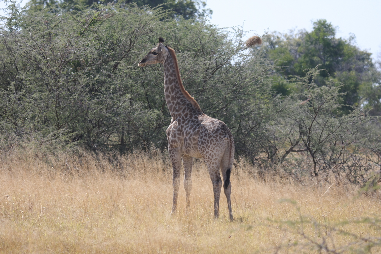 [24407] 2016_06_30_05_53_30_Africa_Canon_EOS_40D_IMG__00523.jpg