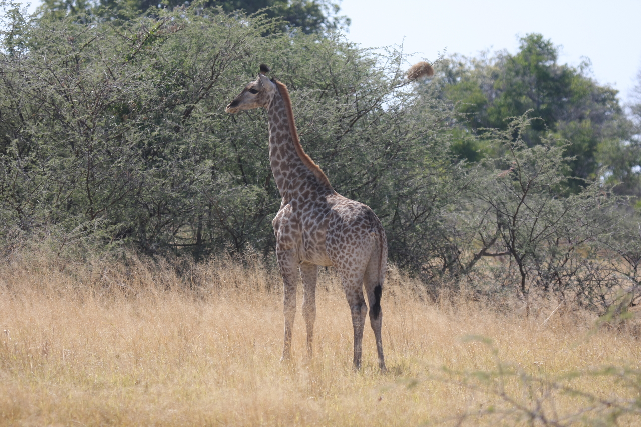 [24412] 2016_06_30_05_53_33_Africa_Canon_EOS_40D_IMG__00525.jpg