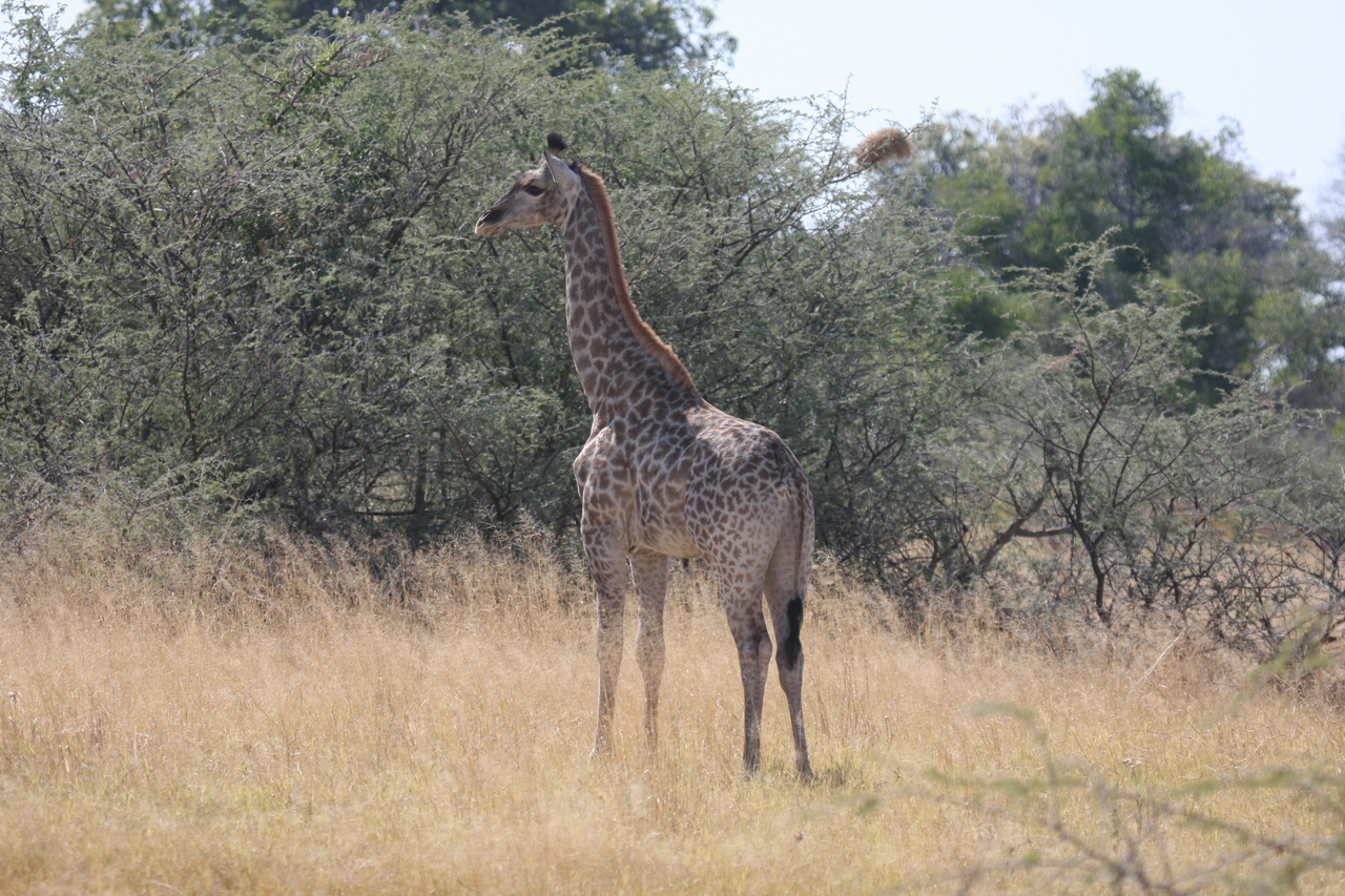 [24413] 2016_06_30_05_53_33_Africa_Canon_EOS_40D_IMG__00526.jpg
