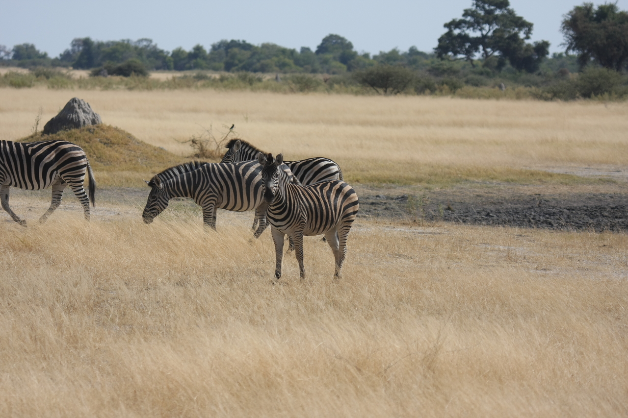 [24420] 2016_06_30_06_04_55_Africa_Canon_EOS_40D_IMG__11700.jpg