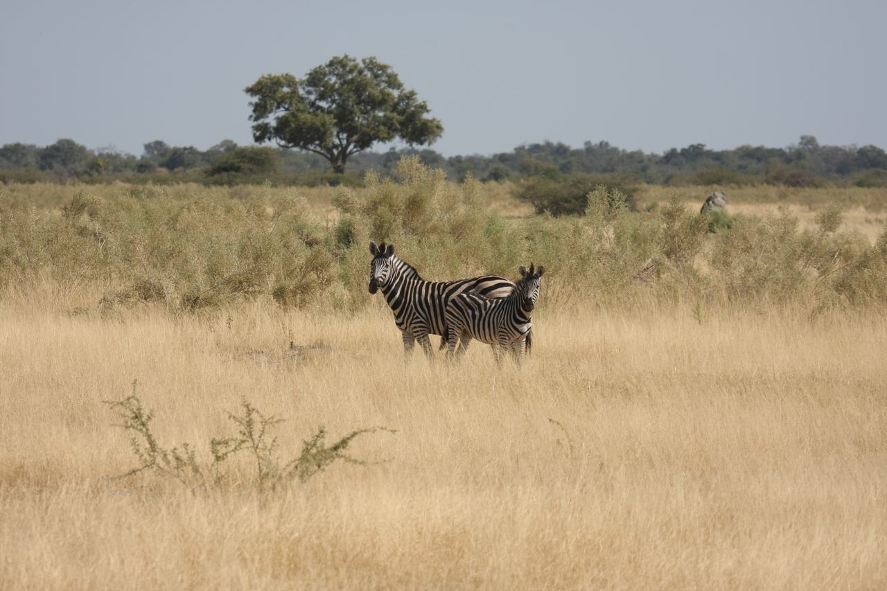 [24421] 2016_06_30_06_05_02_Africa_Canon_EOS_40D_IMG__00528.jpg