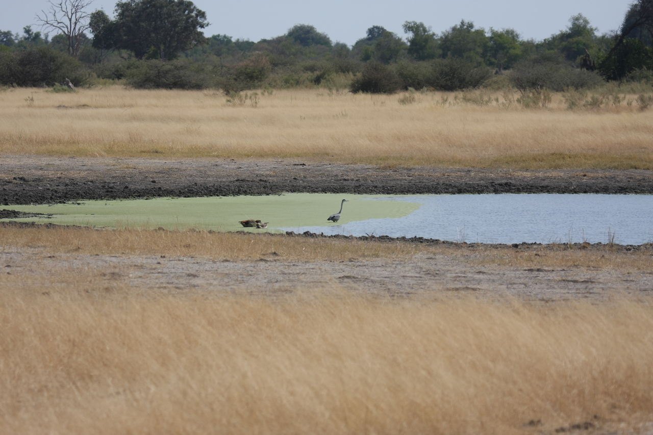 [24424] 2016_06_30_06_05_09_Africa_Canon_EOS_40D_IMG__00529.jpg