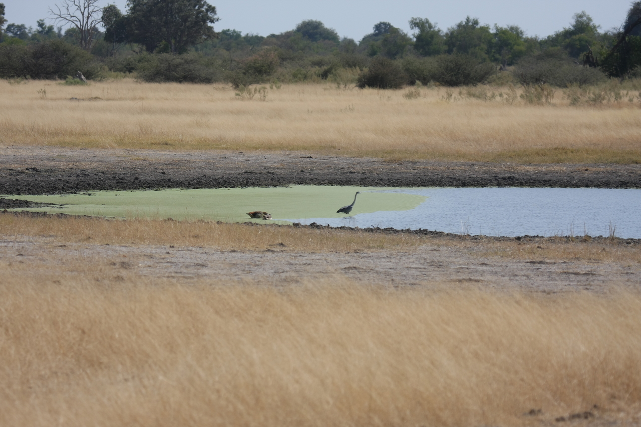 [24432] 2016_06_30_06_05_15_Africa_Canon_EOS_40D_IMG__11704.jpg