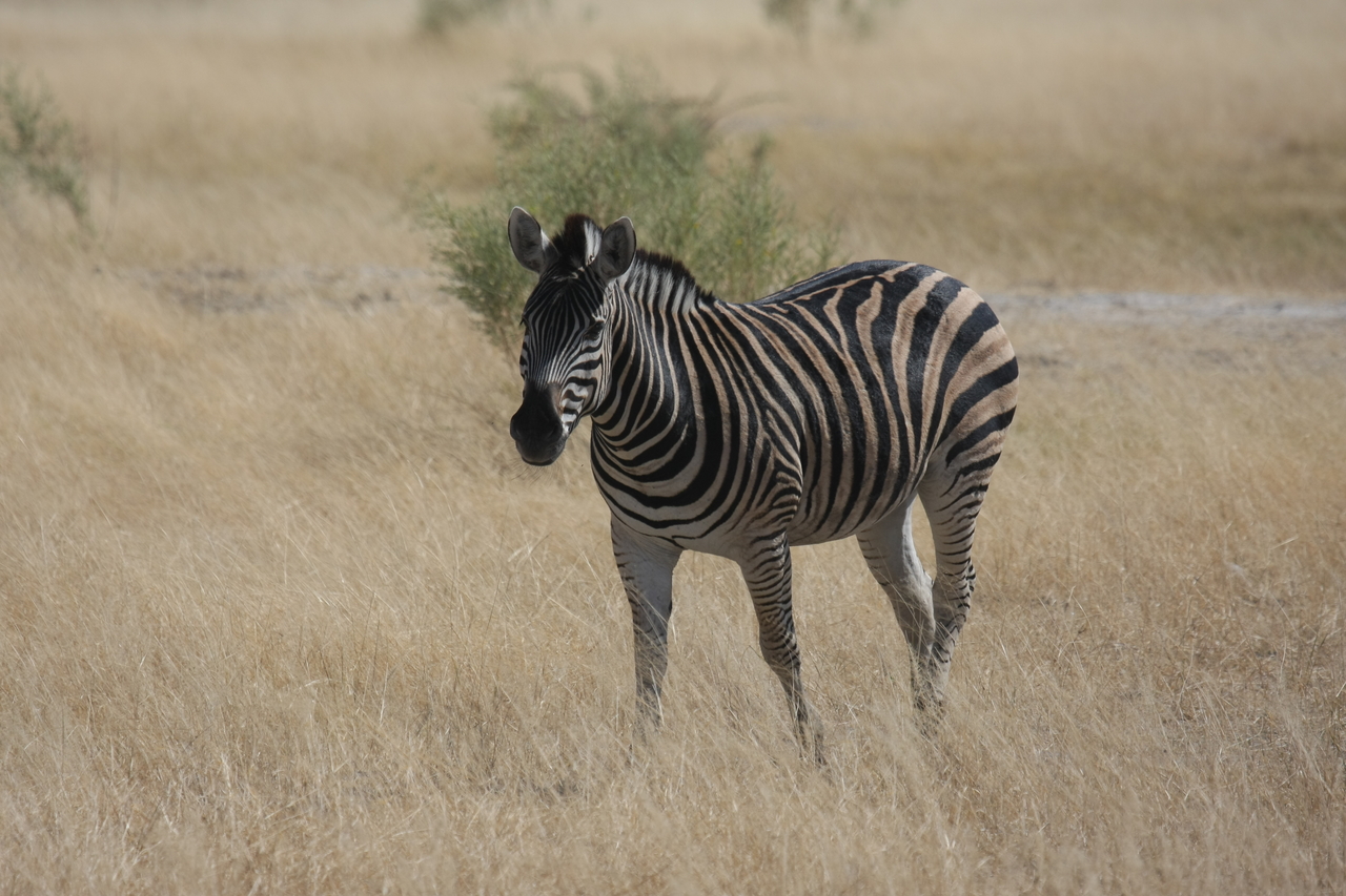 [24433] 2016_06_30_06_05_22_Africa_Canon_EOS_40D_IMG__00532.jpg