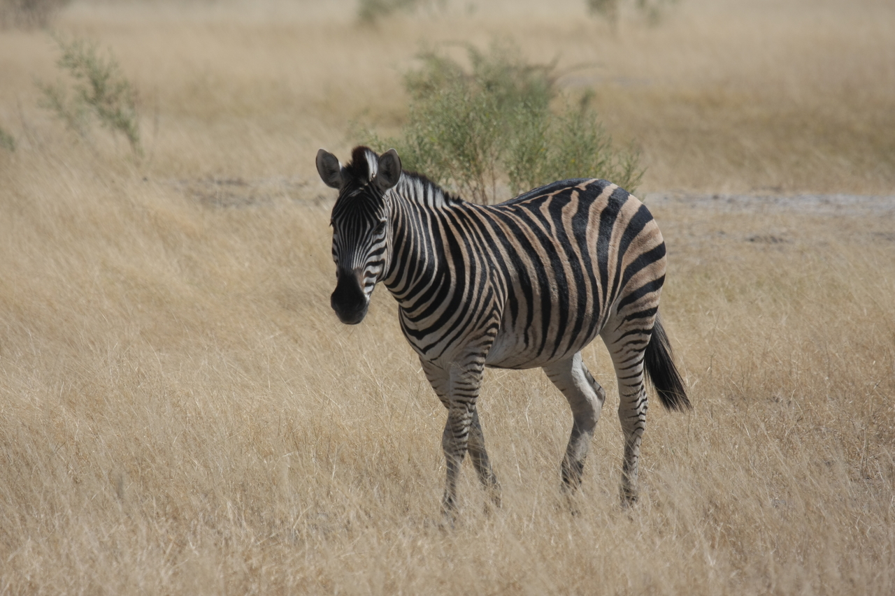 [24435] 2016_06_30_06_05_22_Africa_Canon_EOS_40D_IMG__00534.jpg