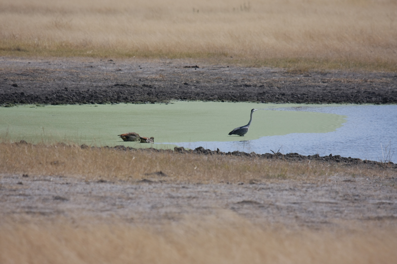 [24445] 2016_06_30_06_05_42_Africa_Canon_EOS_40D_IMG__00537.jpg