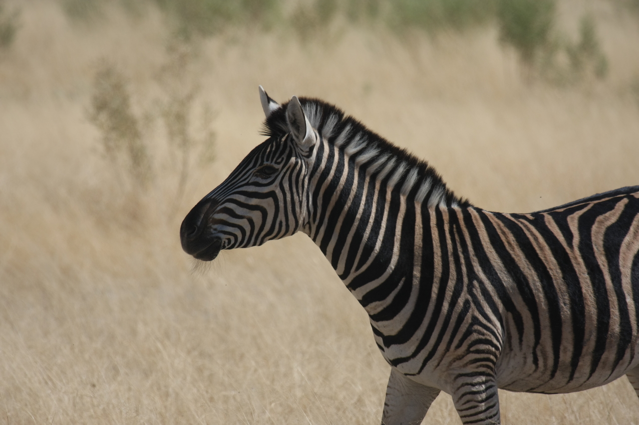 [24450] 2016_06_30_06_05_50_Africa_Canon_EOS_40D_IMG__11711.jpg