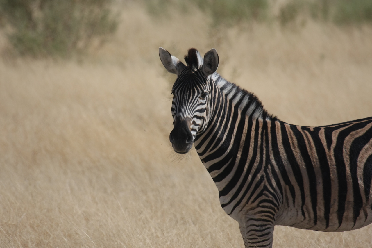 [24452] 2016_06_30_06_05_51_Africa_Canon_EOS_40D_IMG__04265.jpg