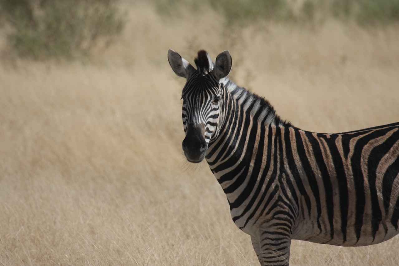 [24456] 2016_06_30_06_05_52_Africa_Canon_EOS_40D_IMG__04266.jpg