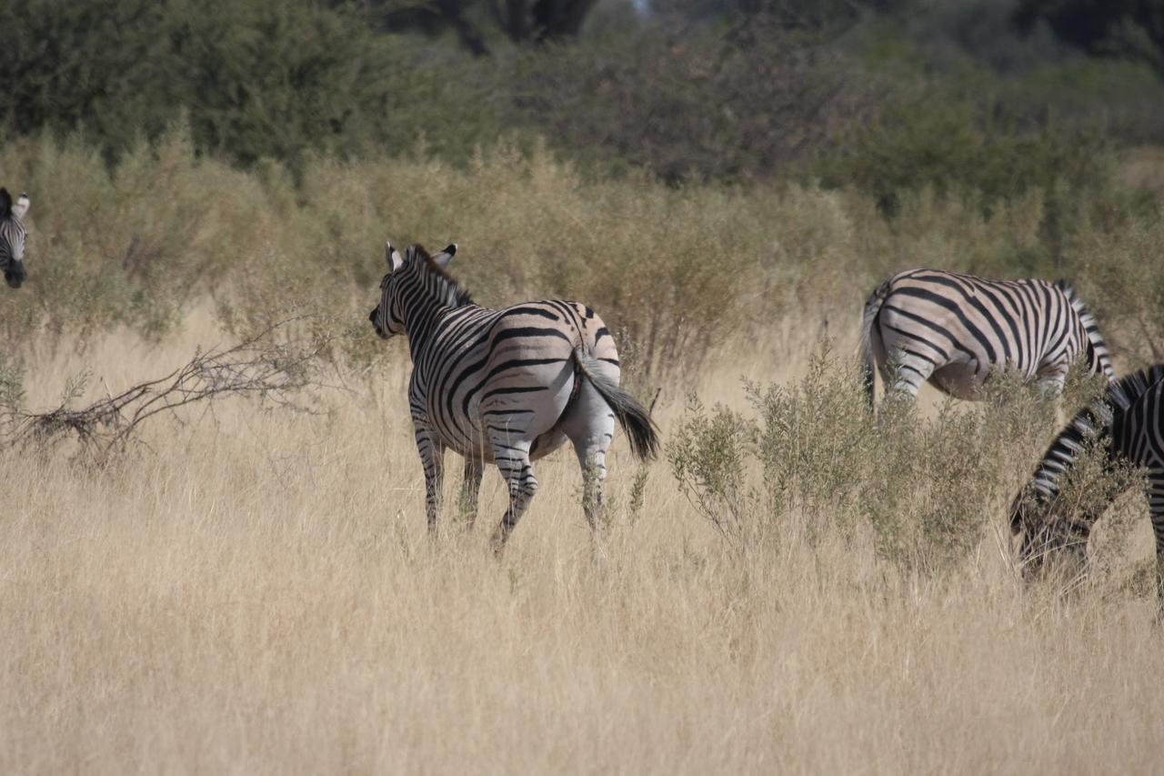 [24460] 2016_06_30_06_06_02_Africa_Canon_EOS_40D_IMG__00542.jpg