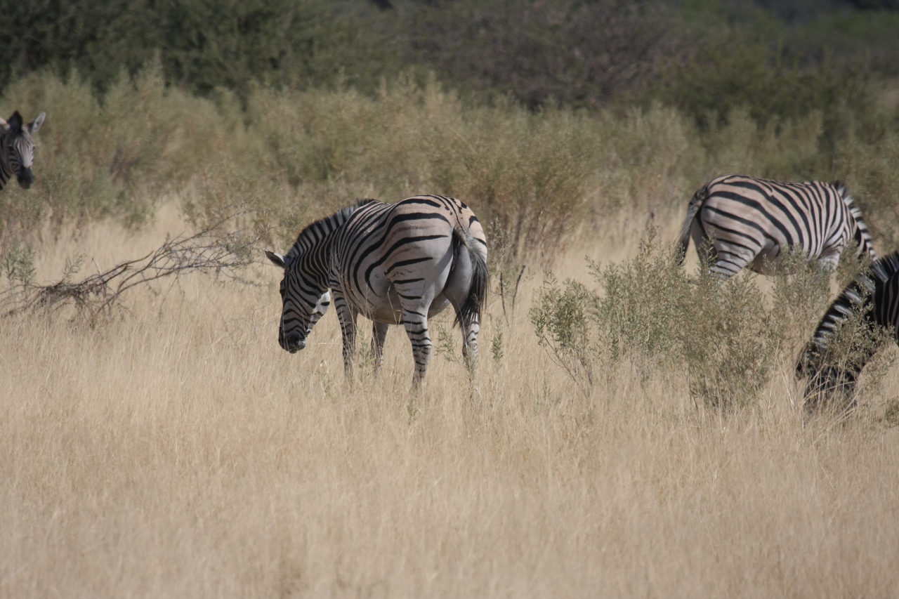 [24462] 2016_06_30_06_06_02_Africa_Canon_EOS_40D_IMG__00544.jpg