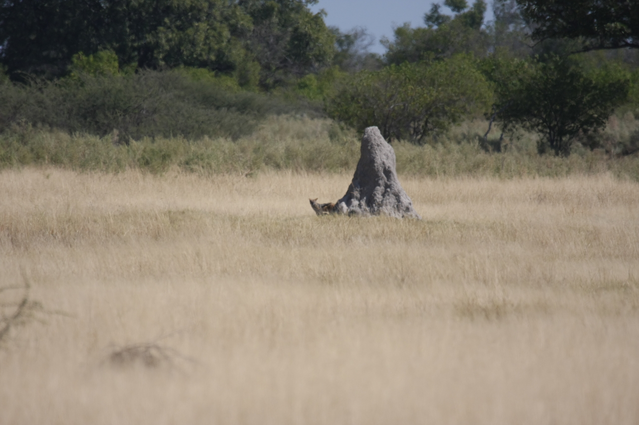 [24506] 2016_06_30_06_22_09_Africa_Canon_EOS_40D_IMG__00547.jpg
