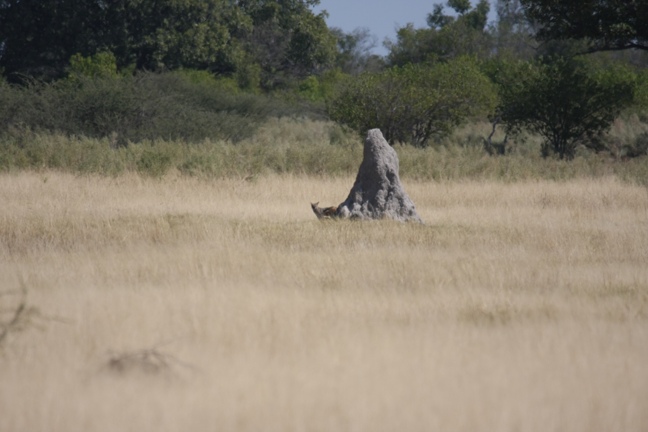 [24507] 2016_06_30_06_22_09_Africa_Canon_EOS_40D_IMG__00548.jpg