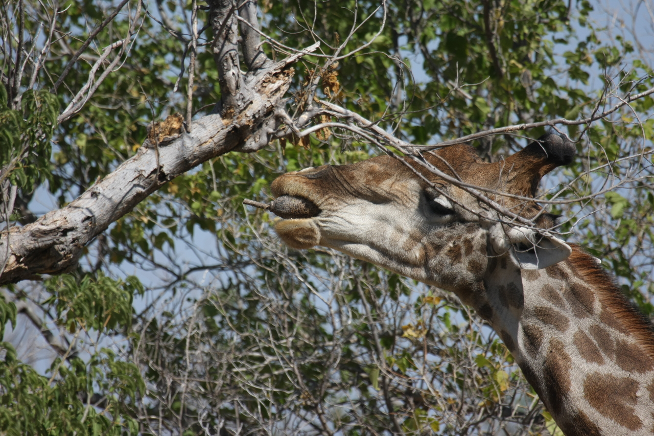 [24526] 2016_06_30_06_29_40_Africa_Canon_EOS_40D_IMG__04280.jpg
