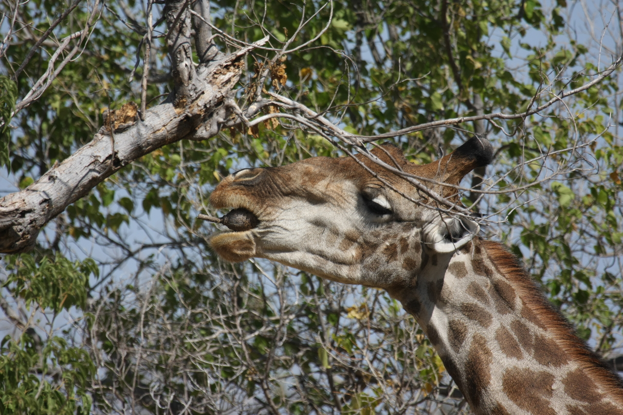 [24543] 2016_06_30_06_29_43_Africa_Canon_EOS_40D_IMG__04287.jpg
