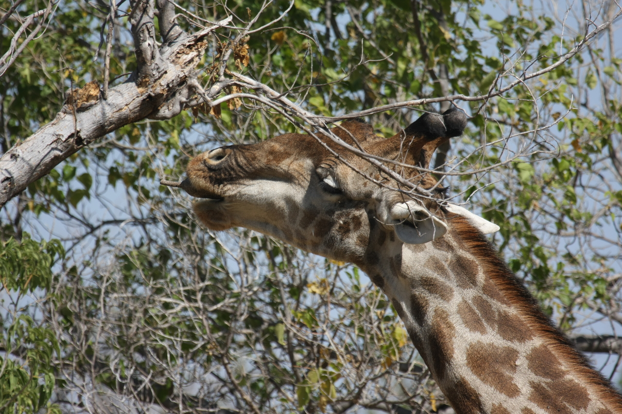 [24564] 2016_06_30_06_29_47_Africa_Canon_EOS_40D_IMG__00570.jpg