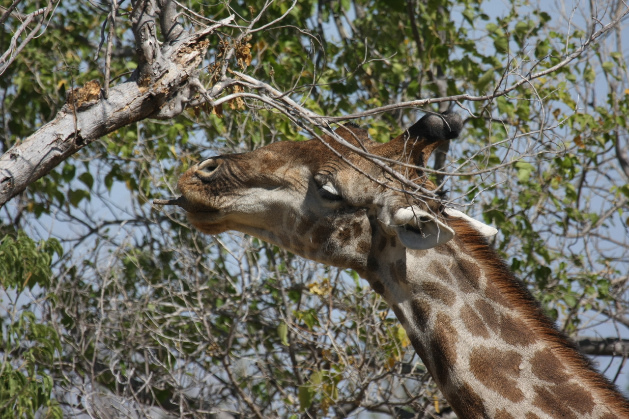 [24567] 2016_06_30_06_29_47_Africa_Canon_EOS_40D_IMG__11741.jpg