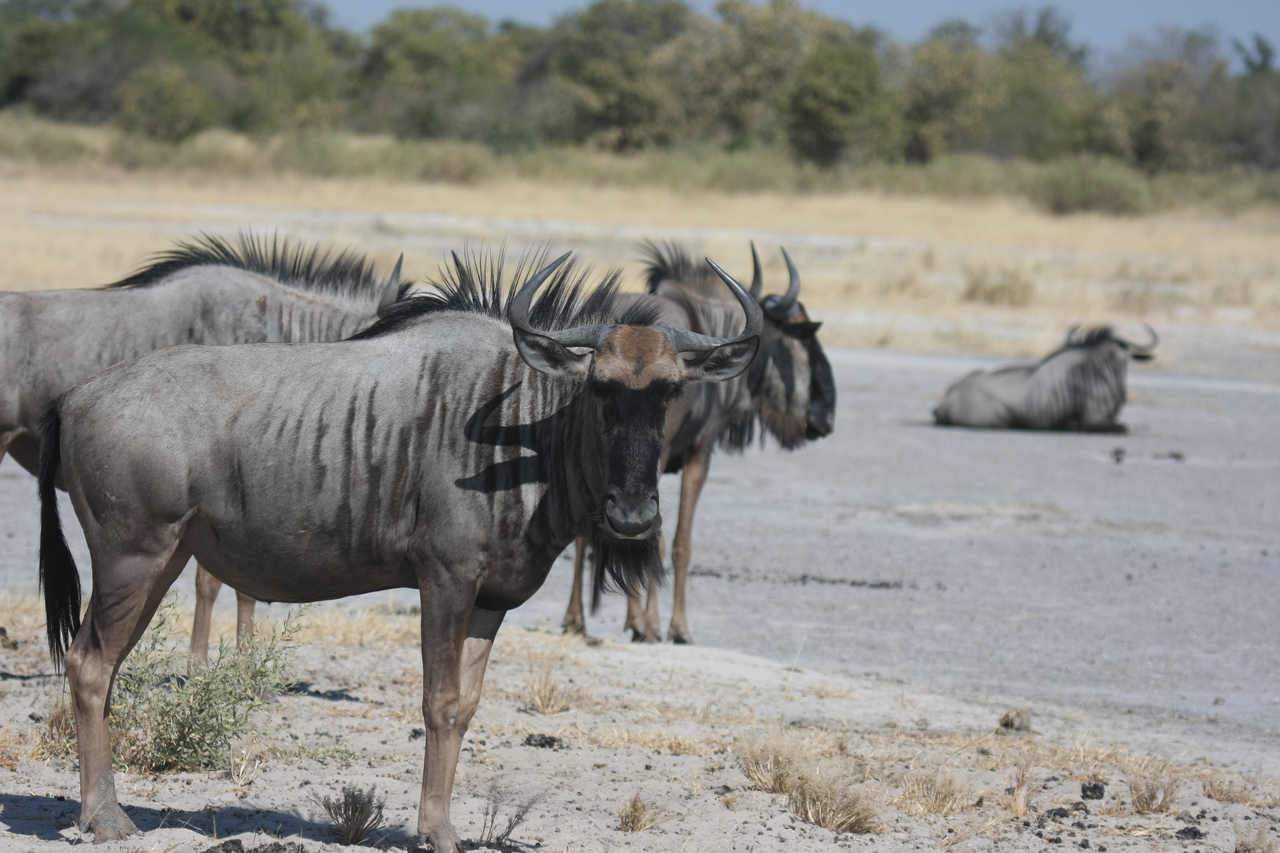 [24570] 2016_06_30_06_36_32_Africa_Canon_EOS_40D_IMG__04297.jpg