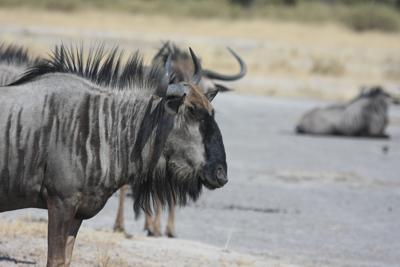 [24573] 2016_06_30_06_36_37_Africa_Canon_EOS_40D_IMG__00573.jpg