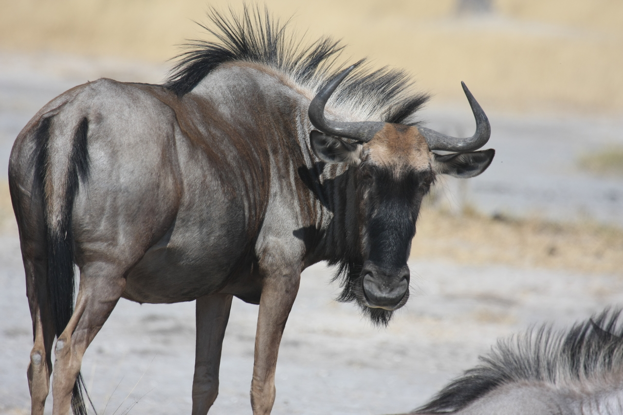[24580] 2016_06_30_06_36_56_Africa_Canon_EOS_40D_IMG__04300.jpg