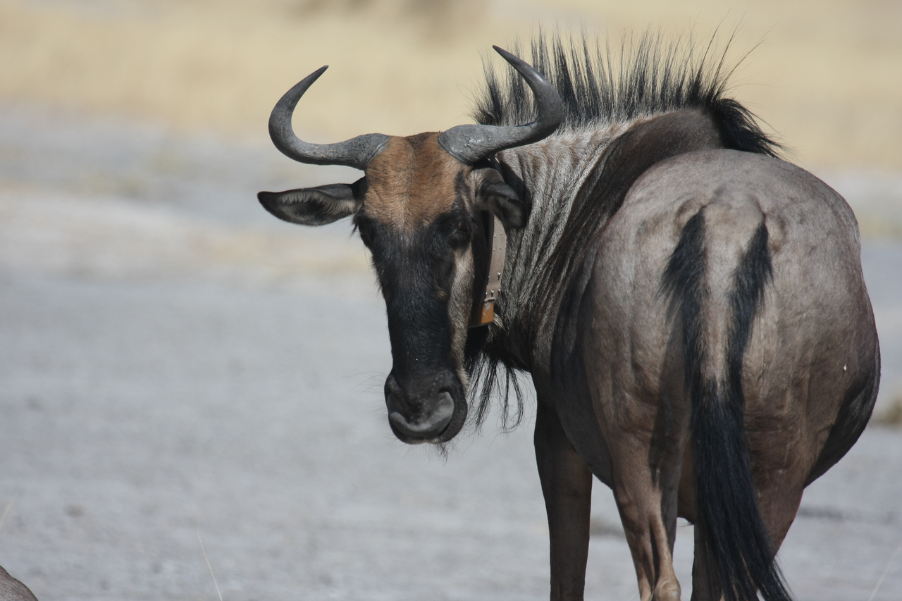 [24589] 2016_06_30_06_37_15_Africa_Canon_EOS_40D_IMG__04304.jpg