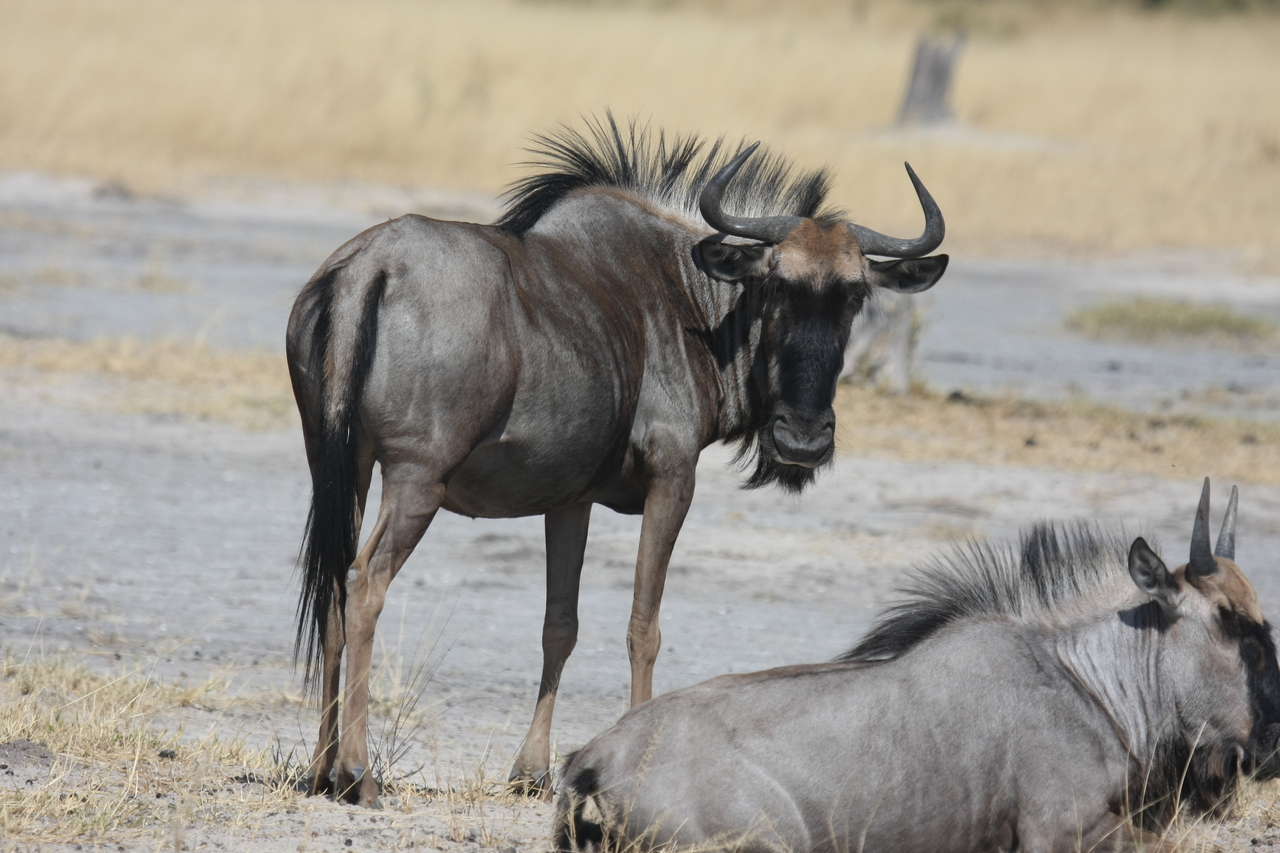 [24604] 2016_06_30_06_37_33_Africa_Canon_EOS_40D_IMG__04310.jpg