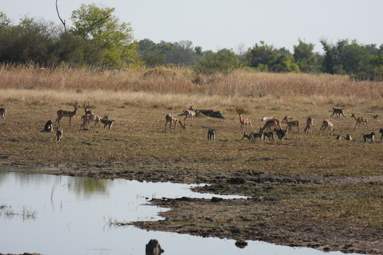 [24667] 2016_06_30_08_58_19_Africa_Canon_EOS_40D_IMG__04313.jpg