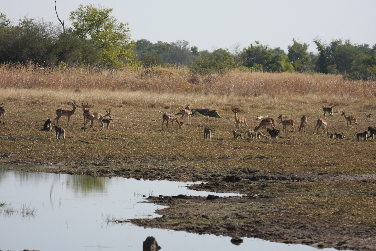 [24668] 2016_06_30_08_58_19_Africa_Canon_EOS_40D_IMG__04314.jpg