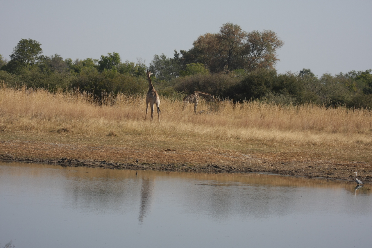 [24678] 2016_06_30_08_58_28_Africa_Canon_EOS_40D_IMG__00593.jpg