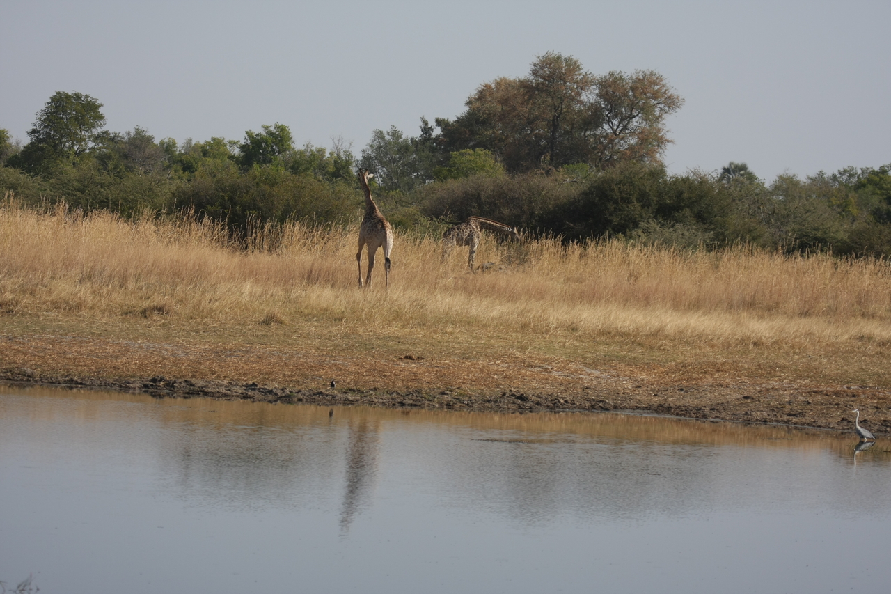 [24680] 2016_06_30_08_58_28_Africa_Canon_EOS_40D_IMG__04318.jpg