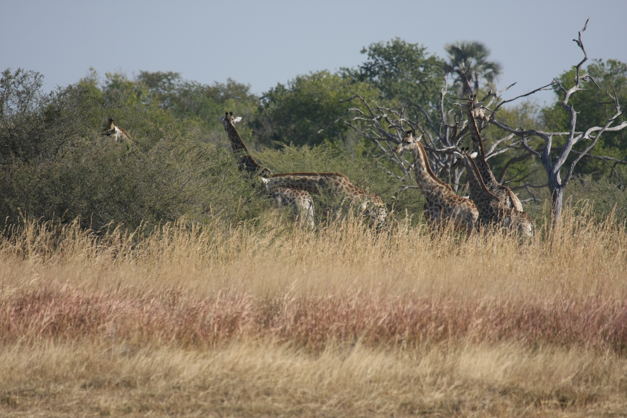 [24686] 2016_06_30_08_58_55_Africa_Canon_EOS_40D_IMG__00595.jpg