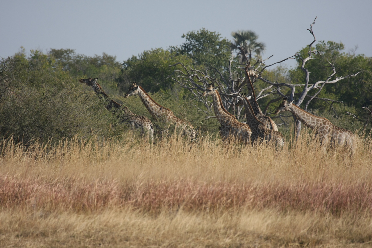 [24693] 2016_06_30_08_58_57_Africa_Canon_EOS_40D_IMG__04323.jpg