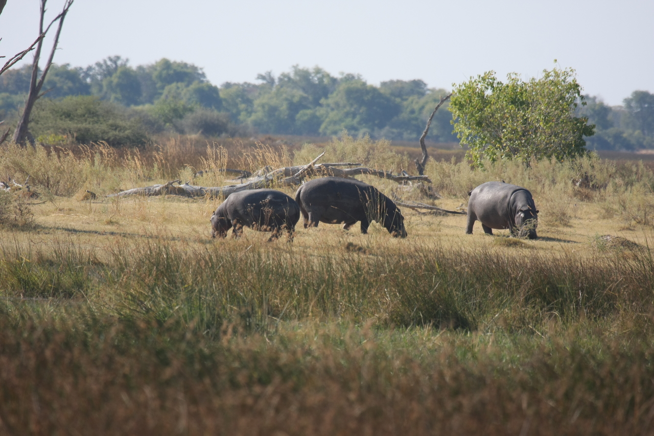 [24697] 2016_06_30_09_03_17_Africa_Canon_EOS_40D_IMG__04324.jpg