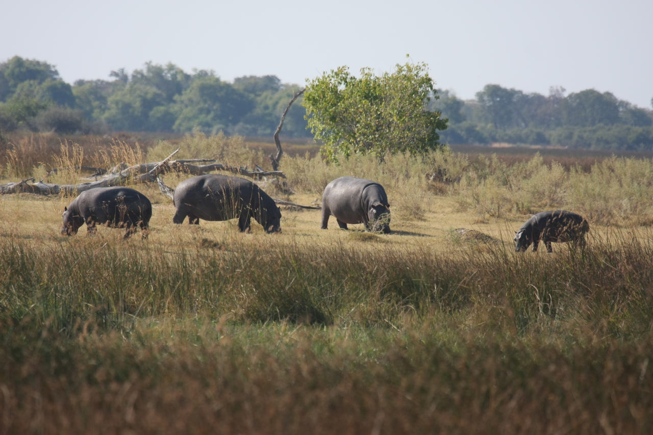[24701] 2016_06_30_09_03_21_Africa_Canon_EOS_40D_IMG__00600.jpg