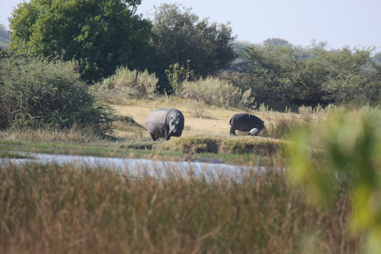 [24709] 2016_06_30_09_03_43_Africa_Canon_EOS_40D_IMG__04329.jpg