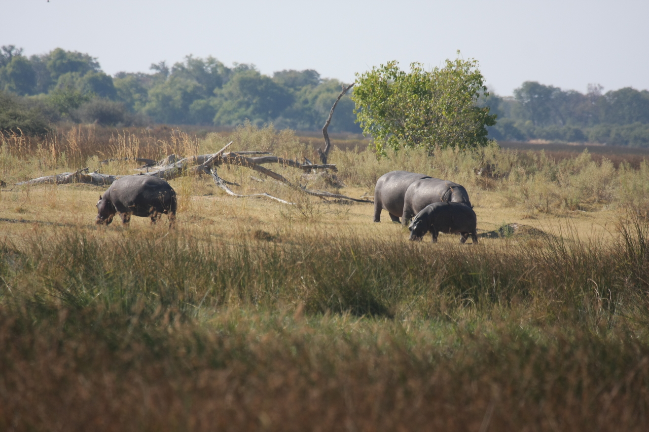 [24720] 2016_06_30_09_03_56_Africa_Canon_EOS_40D_IMG__11779.jpg