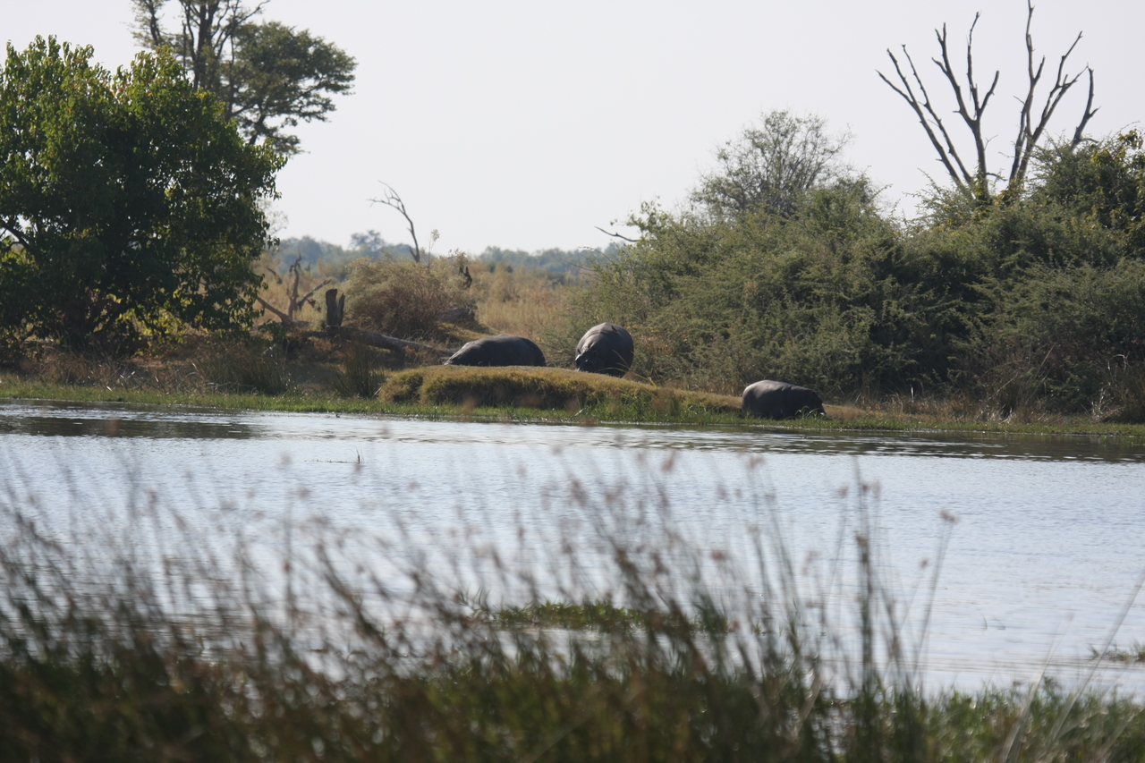 [24749] 2016_06_30_09_06_15_Africa_Canon_EOS_40D_IMG__04344.jpg