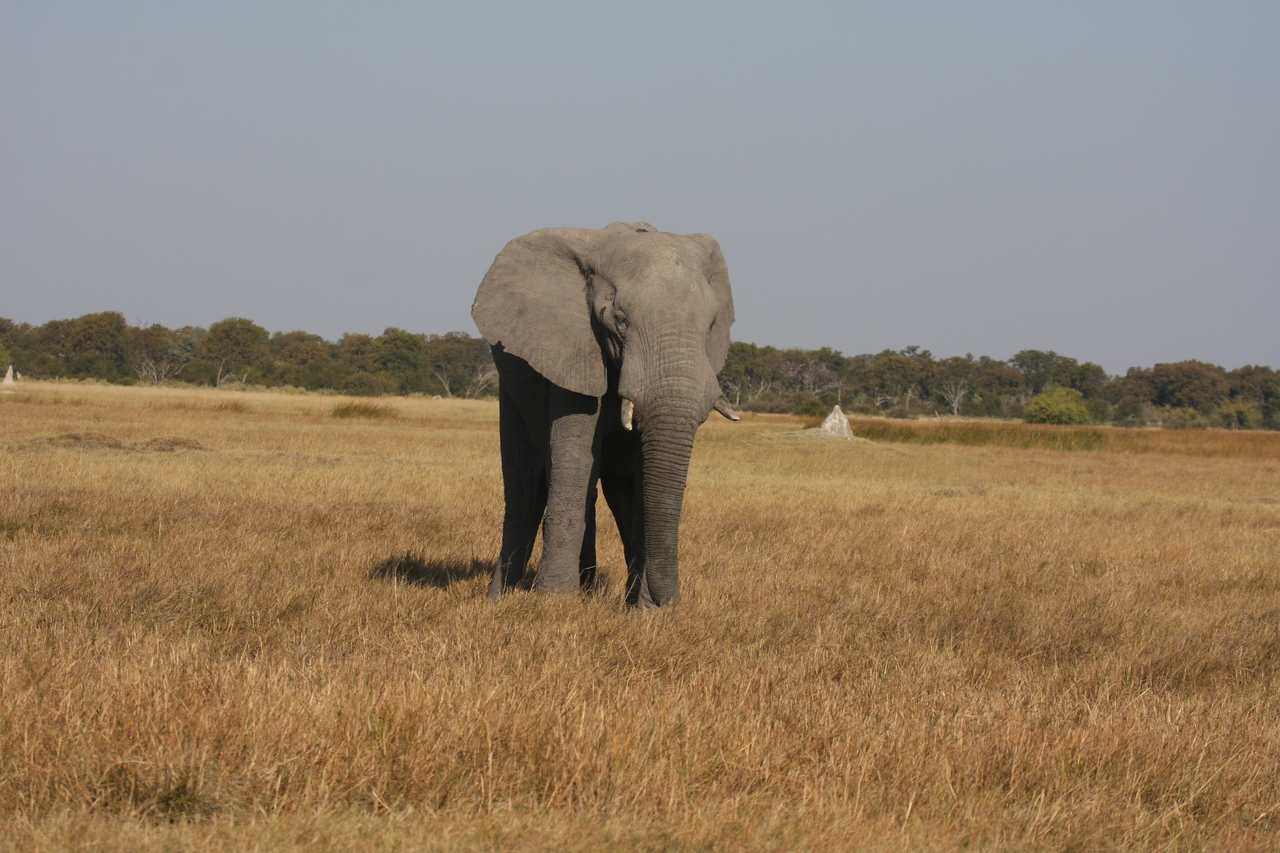 [24810] 2016_06_30_09_57_56_Africa_Canon_EOS_40D_IMG__11807.jpg